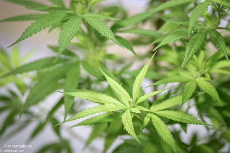 Câmara aprova projeto que autoriza distribuição da cannabis medicinal em Teresina