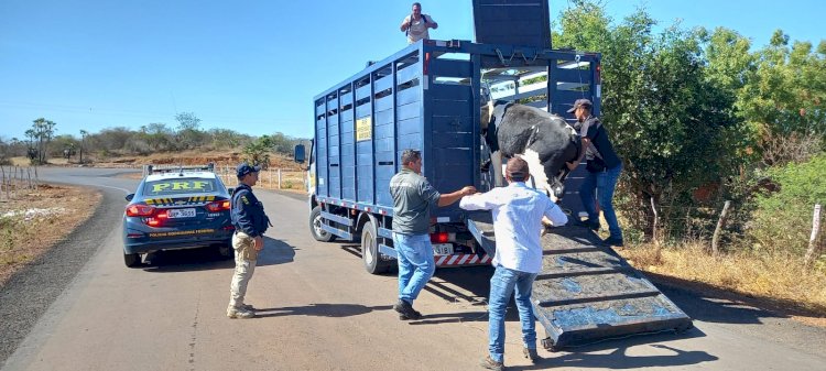 Em apenas quatro dias, 168 animais soltos às margens de rodovias do Piauí são recolhidos pela PRF