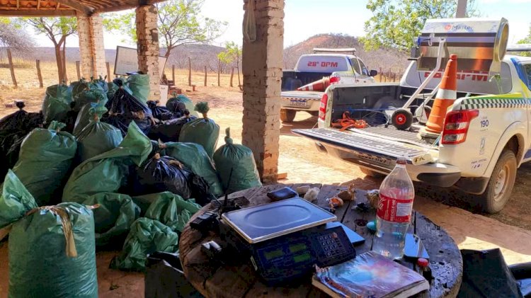 Polícia encontra plantação e depósito de maconha em sítios no Sul do Piauí