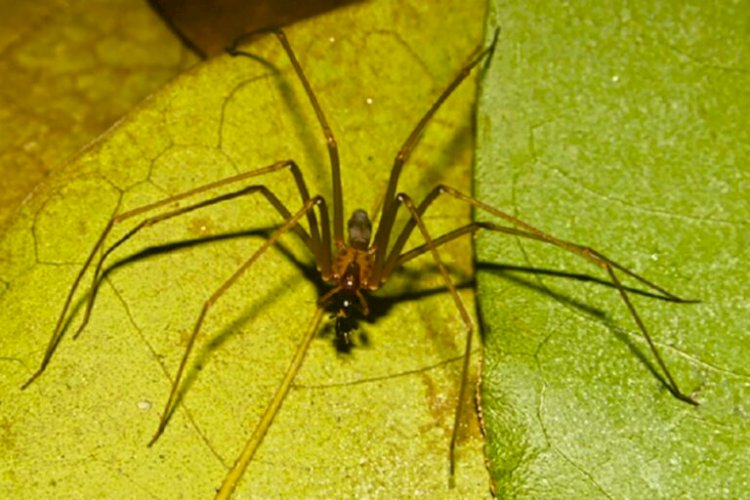 Aranha mais venenosa do Brasil recebe o nome de Niède Guidon